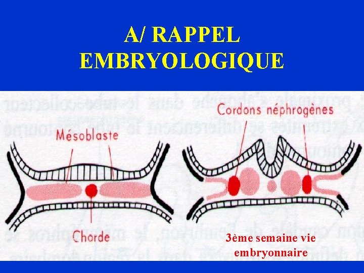 A/ RAPPEL EMBRYOLOGIQUE 3ème semaine vie embryonnaire 