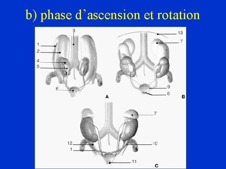 b) phase d’ascension et rotation 