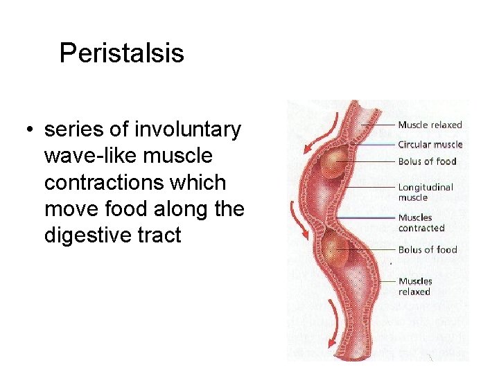 Peristalsis • series of involuntary wave-like muscle contractions which move food along the digestive