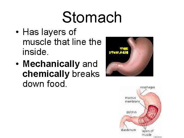 Stomach • Has layers of muscle that line the inside. • Mechanically and chemically