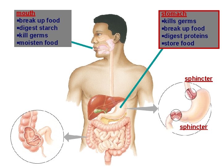 mouth break up food digest starch kill germs moisten food stomach kills germs break