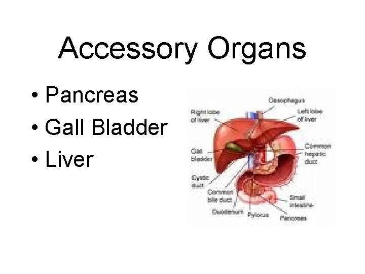 Accessory Organs • Pancreas • Gall Bladder • Liver 