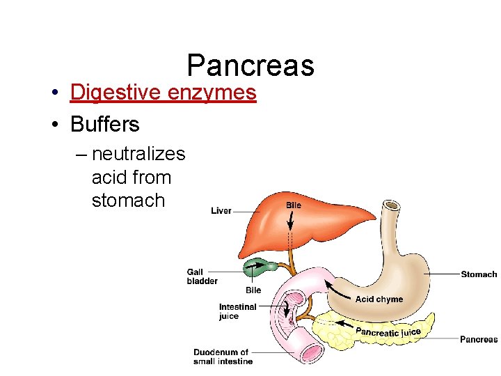 Pancreas • Digestive enzymes • Buffers – neutralizes acid from stomach 