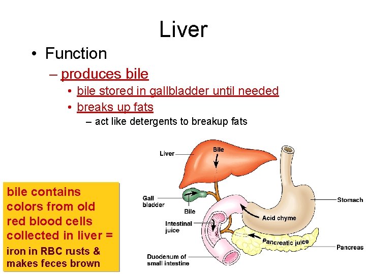 Liver • Function – produces bile • bile stored in gallbladder until needed •