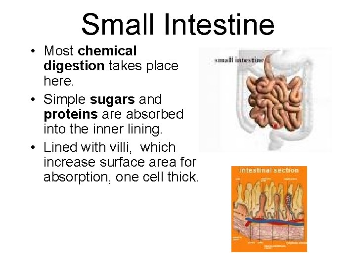 Small Intestine • Most chemical digestion takes place here. • Simple sugars and proteins