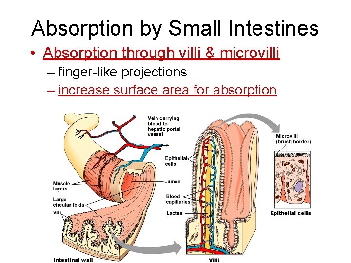 Absorption by Small Intestines • Absorption through villi & microvilli – finger-like projections –