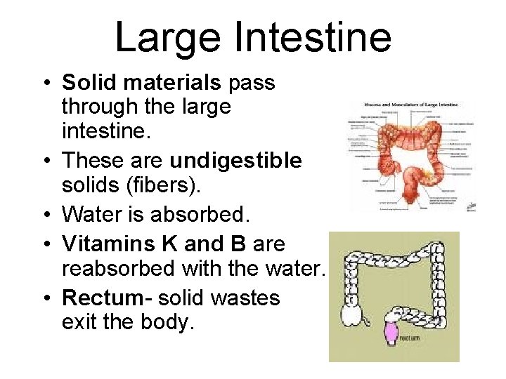Large Intestine • Solid materials pass through the large intestine. • These are undigestible