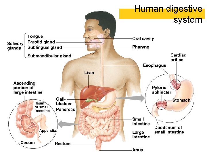 Human digestive system 