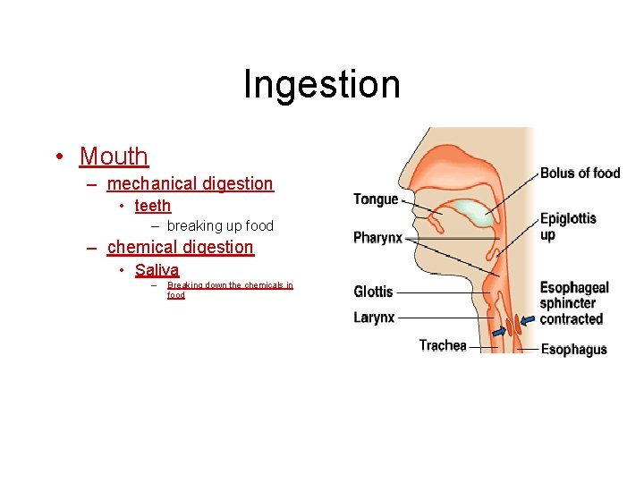 Ingestion • Mouth – mechanical digestion • teeth – breaking up food – chemical