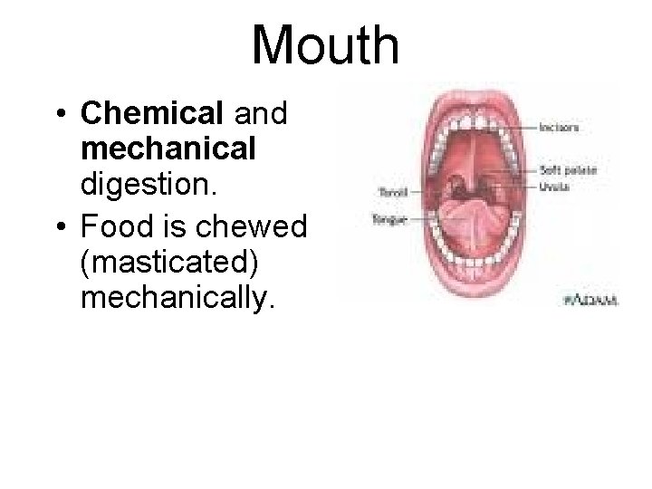 Mouth • Chemical and mechanical digestion. • Food is chewed (masticated) mechanically. 