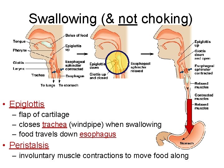 Swallowing (& not choking) • Epiglottis – flap of cartilage – closes trachea (windpipe)