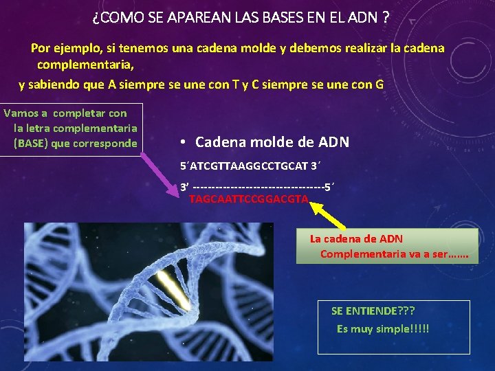 ¿COMO SE APAREAN LAS BASES EN EL ADN ? Por ejemplo, si tenemos una