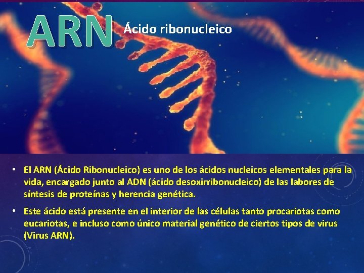 ARN Ácido ribonucleico • El ARN (Ácido Ribonucleico) es uno de los ácidos nucleicos