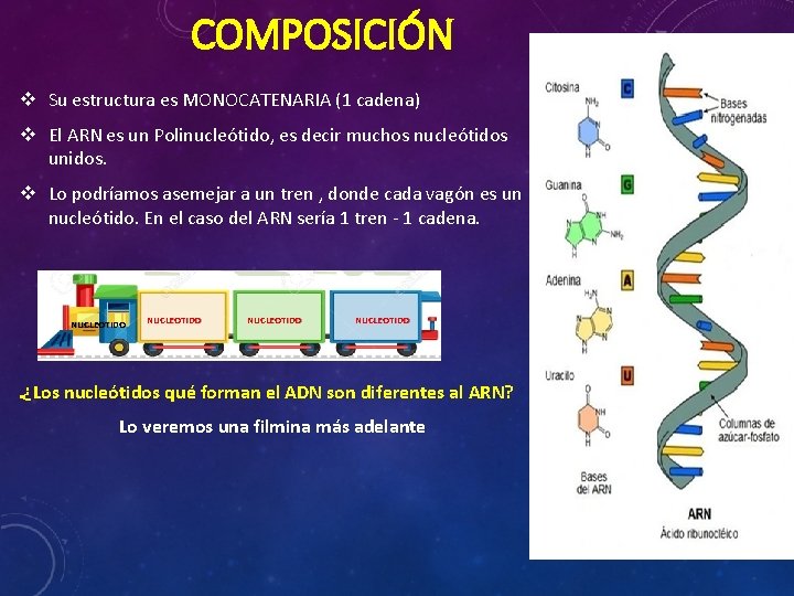 COMPOSICIÓN v Su estructura es MONOCATENARIA (1 cadena) v El ARN es un Polinucleótido,