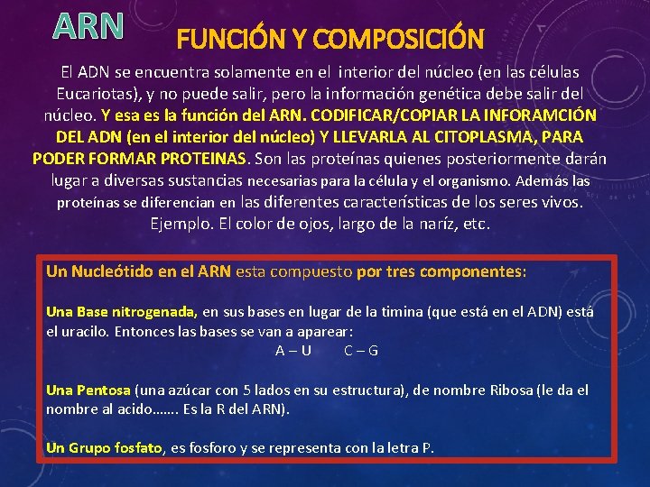 ARN FUNCIÓN Y COMPOSICIÓN El ADN se encuentra solamente en el interior del núcleo