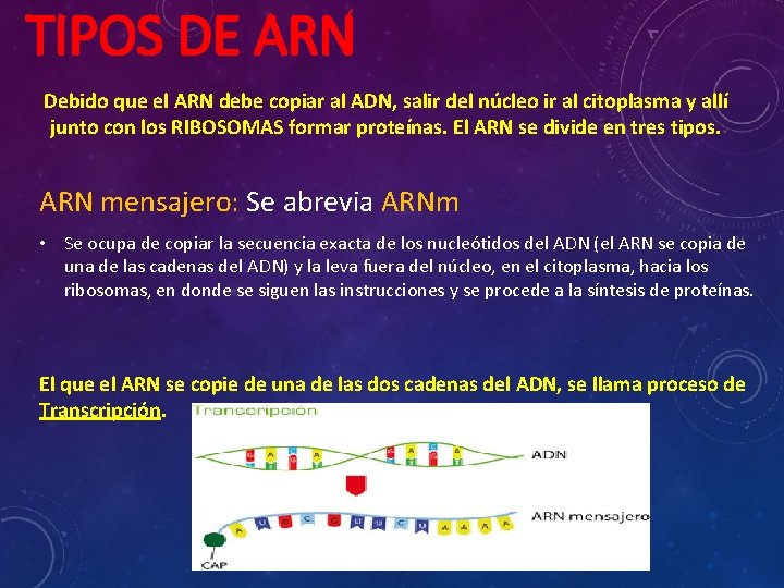 TIPOS DE ARN Debido que el ARN debe copiar al ADN, salir del núcleo