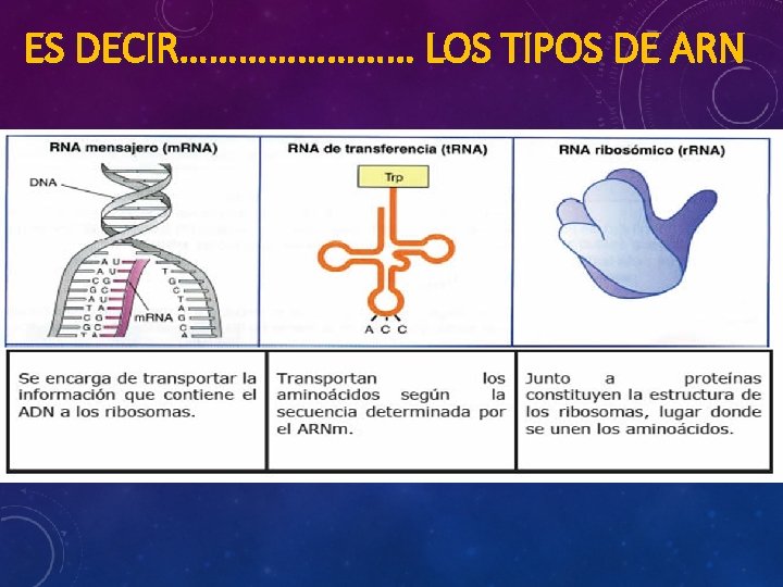 ES DECIR………… LOS TIPOS DE ARN 