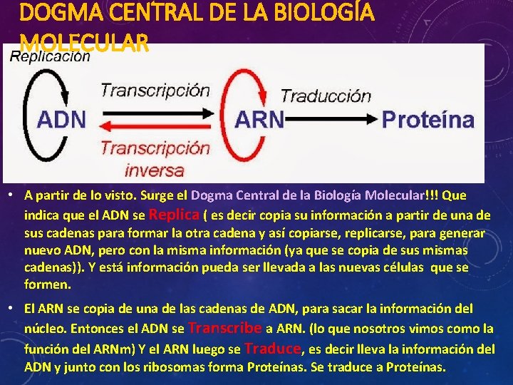 DOGMA CENTRAL DE LA BIOLOGÍA MOLECULAR • A partir de lo visto. Surge el