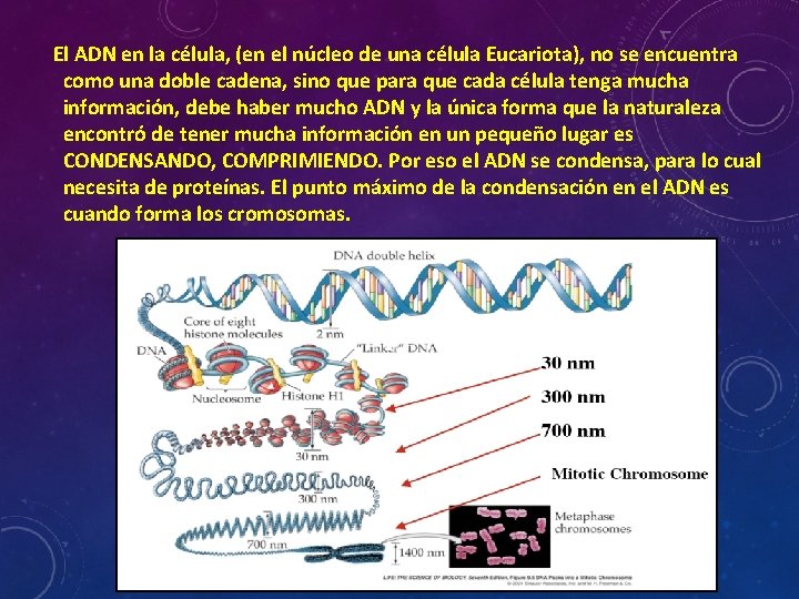 El ADN en la célula, (en el núcleo de una célula Eucariota), no se