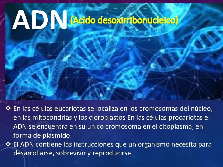 ADN (Acido desoxirribonucleico) v En las células eucariotas se localiza en los cromosomas del
