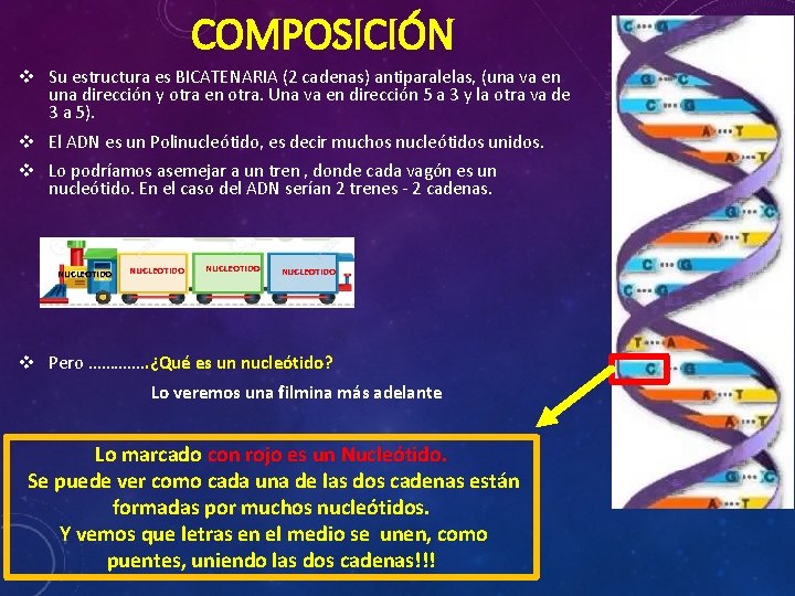 COMPOSICIÓN v Su estructura es BICATENARIA (2 cadenas) antiparalelas, (una va en una dirección