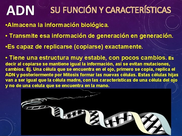 ADN SU FUNCIÓN Y CARACTERÍSTICAS • Almacena la información biológica. • Transmite esa información