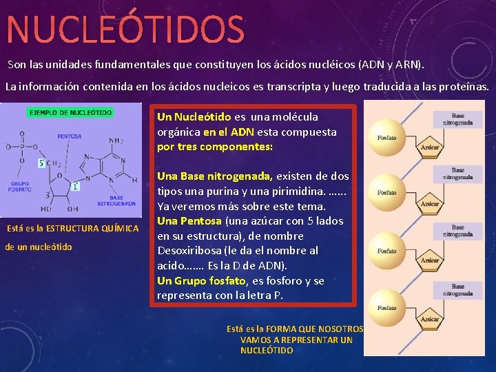 NUCLEÓTIDOS Son las unidades fundamentales que constituyen los ácidos nucléicos (ADN y ARN). La