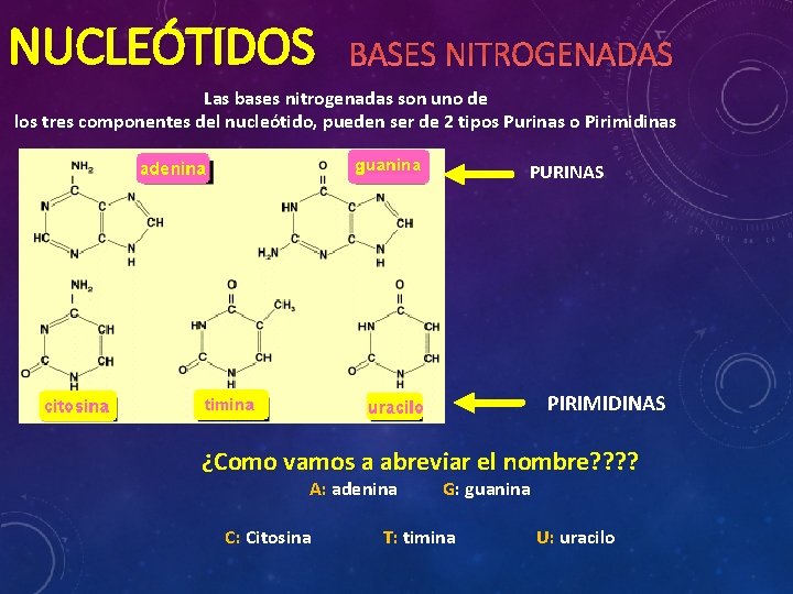 NUCLEÓTIDOS BASES NITROGENADAS Las bases nitrogenadas son uno de los tres componentes del nucleótido,