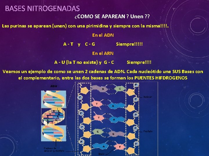 BASES NITROGENADAS ¿COMO SE APAREAN ? Unen ? ? Las purinas se aparean (unen)
