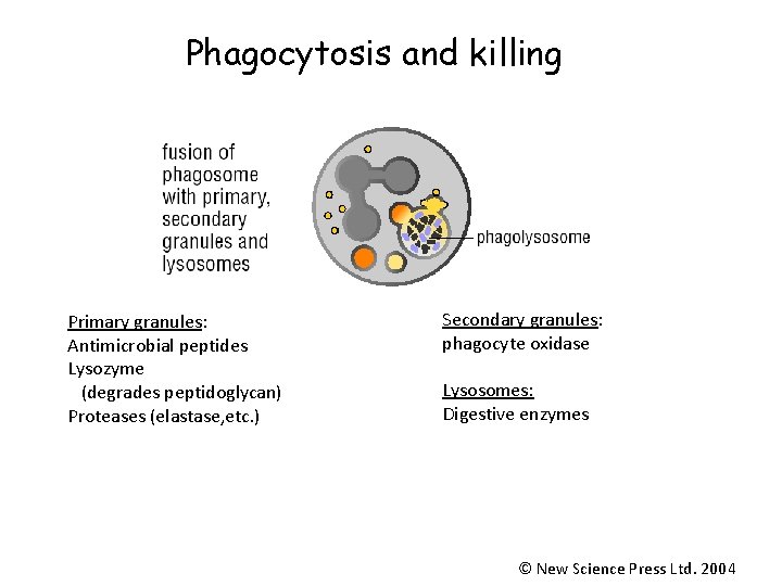 Phagocytosis and killing Primary granules: Antimicrobial peptides Lysozyme (degrades peptidoglycan) Proteases (elastase, etc. )