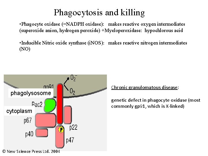 Phagocytosis and killing • Phagocyte oxidase (=NADPH oxidase): makes reactive oxygen intermediates (superoxide anion,