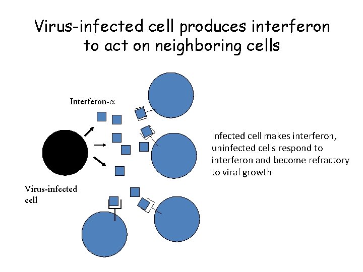 Virus-infected cell produces interferon to act on neighboring cells Interferon-a Infected cell makes interferon,