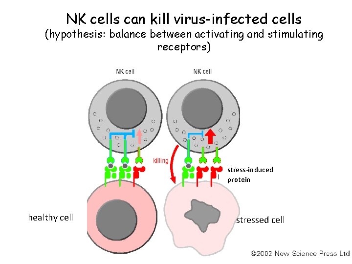 NK cells can kill virus-infected cells (hypothesis: balance between activating and stimulating receptors) stress-induced