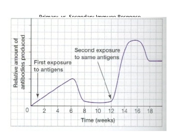 Primary. vs. Secondary Immune Response 