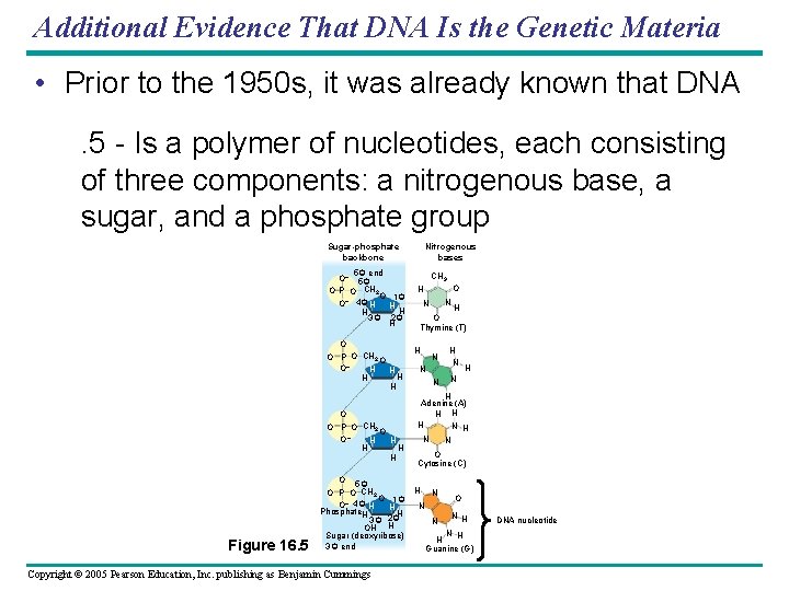 Additional Evidence That DNA Is the Genetic Materia • Prior to the 1950 s,