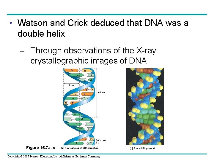  • Watson and Crick deduced that DNA was a double helix – Through