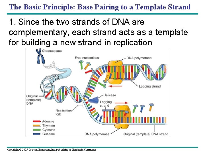 The Basic Principle: Base Pairing to a Template Strand 1. Since the two strands