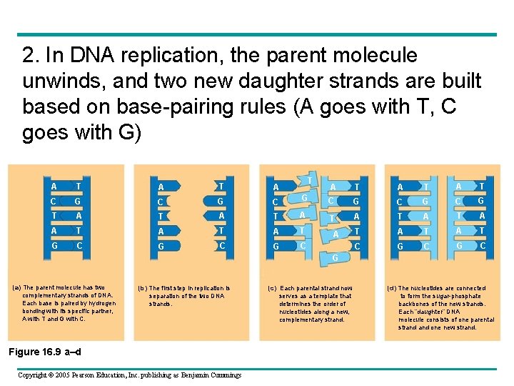 2. In DNA replication, the parent molecule unwinds, and two new daughter strands are