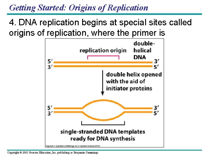 Getting Started: Origins of Replication 4. DNA replication begins at special sites called origins