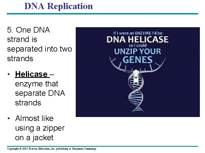 DNA Replication 5. One DNA strand is separated into two strands • Helicase –