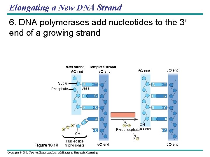 Elongating a New DNA Strand 6. DNA polymerases add nucleotides to the 3 end