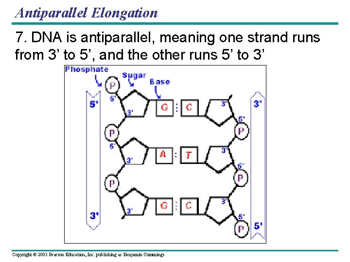 Antiparallel Elongation 7. DNA is antiparallel, meaning one strand runs from 3’ to 5’,