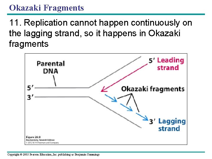 Okazaki Fragments 11. Replication cannot happen continuously on the lagging strand, so it happens