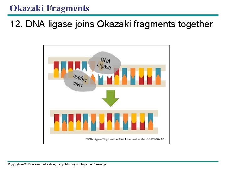 Okazaki Fragments 12. DNA ligase joins Okazaki fragments together Copyright © 2005 Pearson Education,