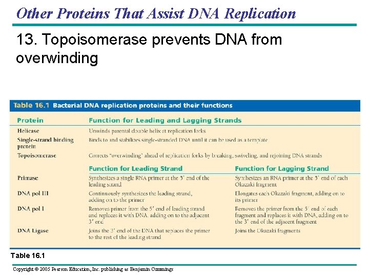 Other Proteins That Assist DNA Replication 13. Topoisomerase prevents DNA from overwinding Table 16.