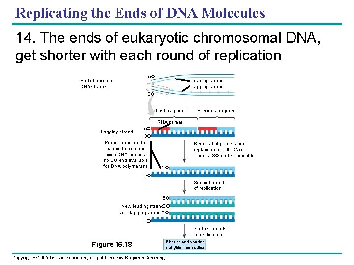 Replicating the Ends of DNA Molecules 14. The ends of eukaryotic chromosomal DNA, get