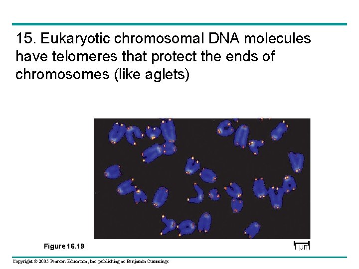 15. Eukaryotic chromosomal DNA molecules have telomeres that protect the ends of chromosomes (like