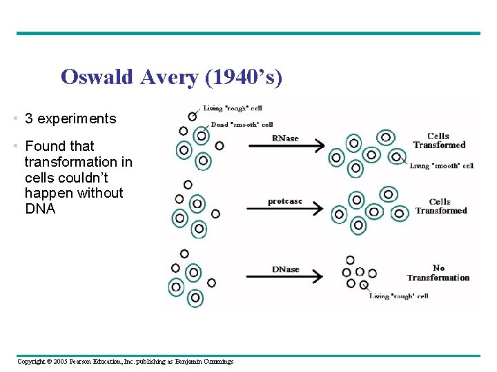 Oswald Avery (1940’s) • 3 experiments • Found that transformation in cells couldn’t happen