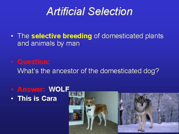 Artificial Selection • The selective breeding of domesticated plants and animals by man. •