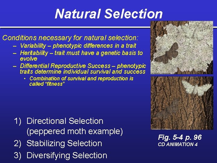 Natural Selection Conditions necessary for natural selection: – Variability – phenotypic differences in a